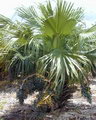 Chinese Fan Palm